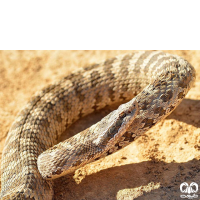 گونه افعی قفقازی Caucasian Pit Viper